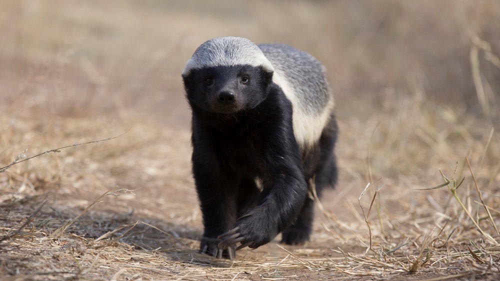 Are Honey Badgers One Of the World's Smartest Animals